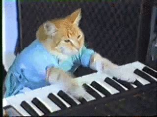 Keyboard Cat Gif GIFs .